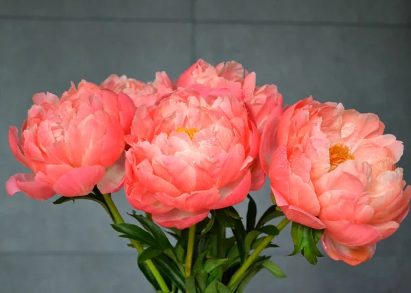 Abundância Bando Fresco Peonies Bouquet Cores Rosa Diferentes Fundo Diferente — Fotografia de Stock