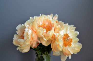 Bouquet of five yellow peonies with stems and green leaves in close up