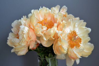 Bouquet of five yellow peonies with stems and green leaves in close up