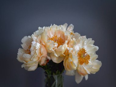 Bouquet of five yellow peonies with stems and green leaves in close up