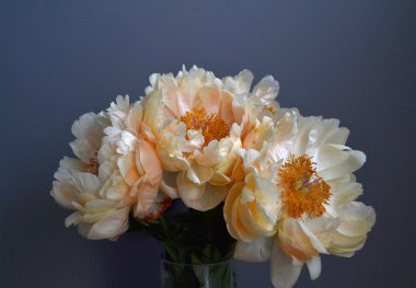Bouquet of five yellow peonies with stems and green leaves in close up