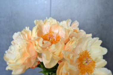 Bouquet of five yellow peonies with stems and green leaves in close up