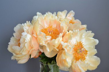 Bouquet of five yellow peonies with stems and green leaves in close up