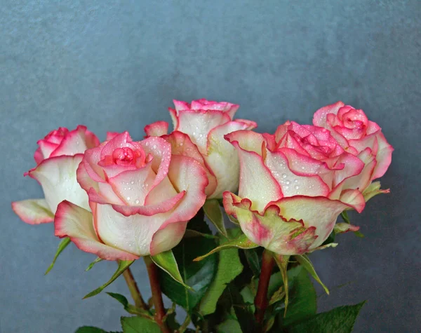 Rosas Rosadas Sobre Fondo Madera Rosas Del Día Las Madres — Foto de Stock