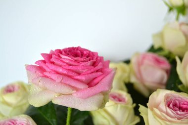 Beyaz arka planda izole edilmiş güzel pembe güller