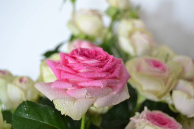 Beyaz arka planda izole edilmiş güzel pembe güller