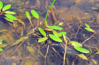 Potamogeton natans veya geniş yapraklı gölet otu, suda yüzen yapraklar.
