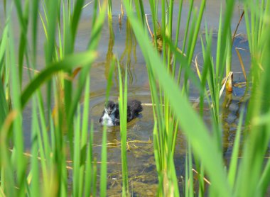 Avrasya yaban ördeği - Tyrolean Alplerinde Fulica atra