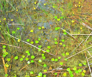 Avrupa frogbit - Latince adı - Hydrocharis morsus-ranae