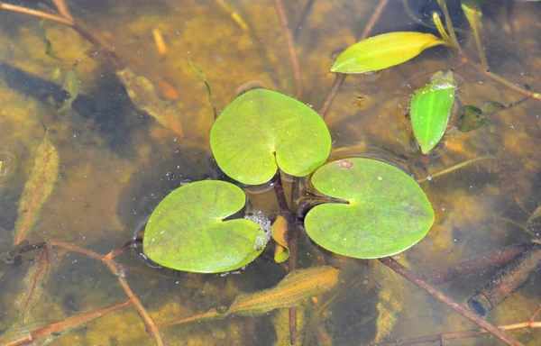 Ευρωπαϊκό Frogbit Λατινικό Όνομα Hydrocharis Morsus Ranae — Φωτογραφία Αρχείου