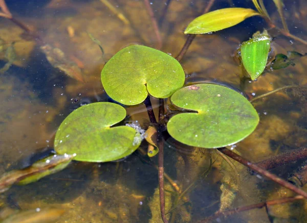 Frogbit Eropa Nama Latin Hydrocharis Morsus Ranae — Stok Foto