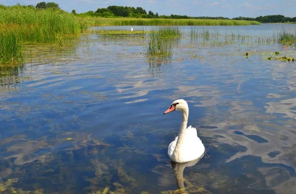 Graceful White Swan Swimming Lake Swans Wild Portrait White Swan — Stock Photo, Image