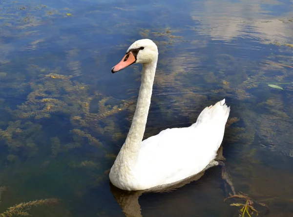 Graceful White Swan Swimming Lake Swans Wild Portrait White Swan — Stock Photo, Image