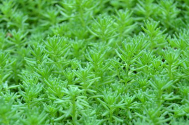 Arazideki altın yosunlarının doğal arkaplanları, vasküler olmayan bitkiler (altın yosun taşı hasadı) (Sedum dönümü))