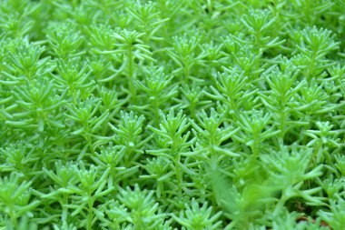 Arazideki altın yosunlarının doğal arkaplanları, vasküler olmayan bitkiler (altın yosun taşı hasadı) (Sedum dönümü))