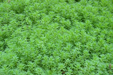 Arazideki altın yosunlarının doğal arkaplanları, vasküler olmayan bitkiler (altın yosun taşı hasadı) (Sedum dönümü))