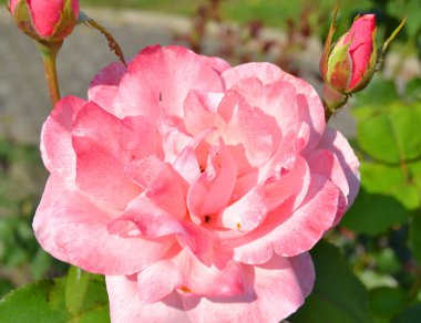 Büyük, kokulu, görkemli, mercan pembesi güller. İlkbaharda koyu yapraklı bir gül çalısı karşısında tomurcuklanırlar. Yazın bahçedeki gül ağacında pembe gül çiçekleri. Çiçek arkaplanı