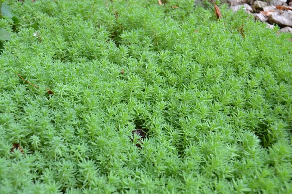 陆地上的黄金苔藓 非维管束植物 黄金苔藓石料作物 Sedum Acre 的自然背景 — 图库照片