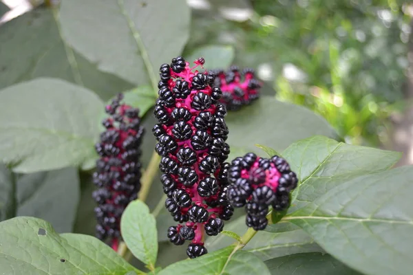 Raceme Black Berries Phytolacca Acinosa August — Stock Photo, Image