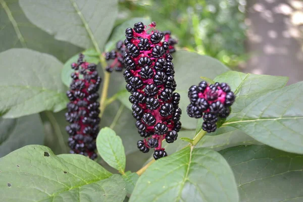 八月份刺槐黑莓的总状花序 — 图库照片