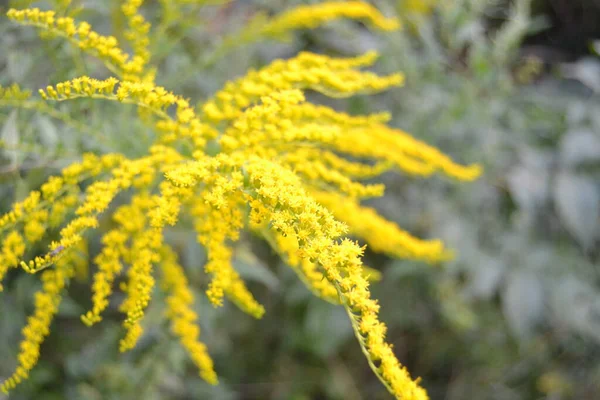 Simple Pretty Yellow Flowers Canadien Goldenrod Solidago Canadensis Sunny Summer — Stock Photo, Image