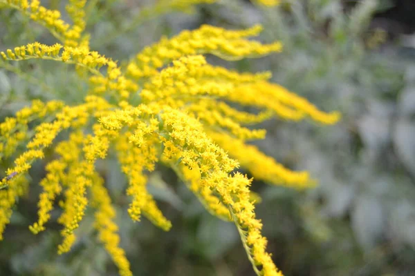 Flori Galbene Simple Aur Canadien Solidago Canadensis Pajiște Naturală Însorită — Fotografie, imagine de stoc