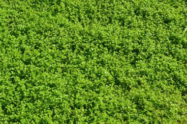 Yeşil çimen arka planı. Yakın plan. Yeşil çimen dokusu. Yeşil çimen yüzeyi