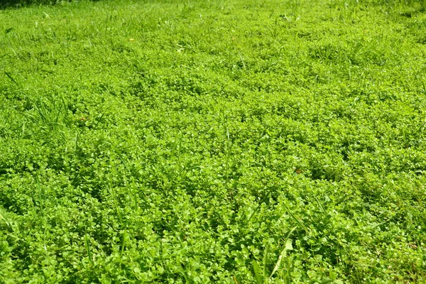 Yeşil Çimen Arka Planı Yakın Plan Yeşil Çimen Dokusu Yeşil — Stok fotoğraf