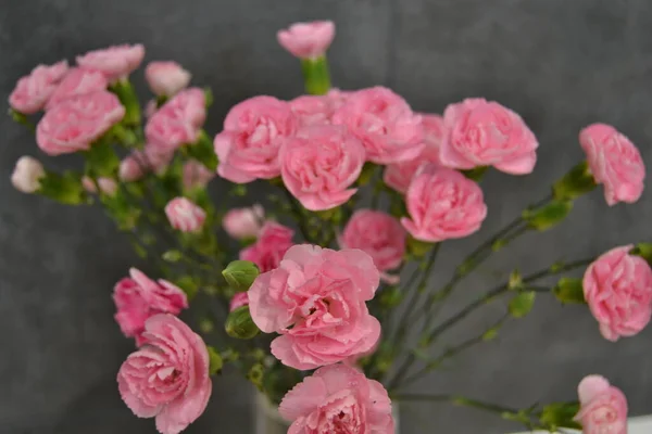 Arbusto Exuberante Luz Bicolor Rosa Escuro Dianthus Caryophyllus Caryophyllaceae Também — Fotografia de Stock