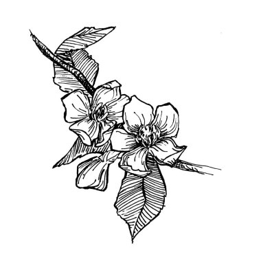 Çiçekli bir elma dalı çiziyorum.