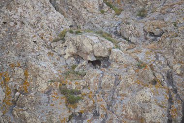 Limuzinler adasındaki kayalık bir dağ yamacında duran vahşi keçi, ilkbaharda Yunanistan