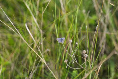 Romanya seyahati. Tranilvania Targu, yaz mevsiminde yeşil çimlerin arasında kurumuş bitkinin üzerinde dinlenen mavi kelebeği güder.