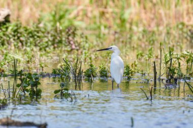 Romanya 'yı gezin. Tulcea sulina danube delta Karadeniz. Tuna delta biyosferinin sığ sularında balıkçılık yapan küçük beyaz balıkçıl.