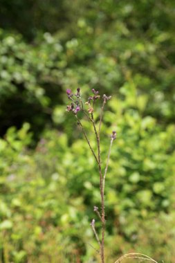 Romanya 'ya seyahat et. Tulcea sulina danube delta Karadeniz' de. Mor tomurcuklu yabani bitki kökü Tuna delta biyosferinde gelişiyor.