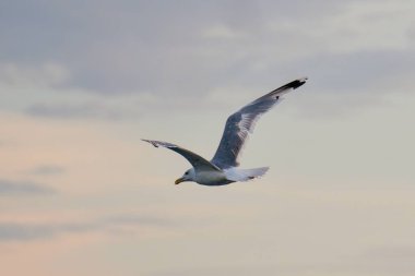 Romanya 'ya seyahat et. Tulcea sulina danube delta Karadeniz Martıları, alacakaranlıkta ya da şafakta yumuşak bulutlu bir gökyüzüne uzanan kanatları ile uçuyor.