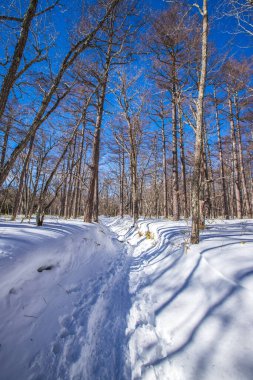 Tochigi 'nin Oku-Nikko şehrinde Senjogahara kış manzarası