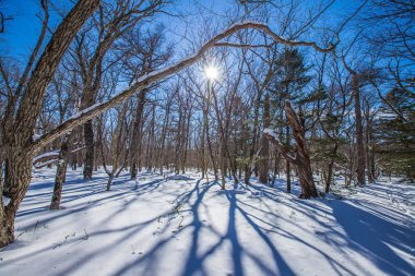 Winter scenery of Senjogahara in Oku-Nikko, Tochigi Prefecture