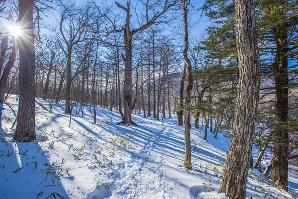 Oku-Nikko, Tochigi Bölgesi 'nde kış manzarası