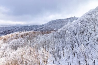 Yamagata bölgesindeki Zao 'da buzla kaplı ağaçlar.