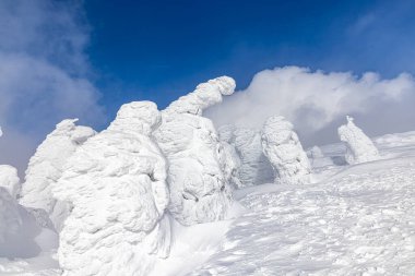 Yamagata bölgesindeki Zao 'da buzla kaplı ağaçlar.