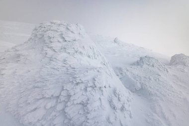 Yamagata bölgesindeki Zao 'da buzla kaplı ağaçlar.