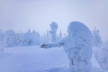 Yamagata bölgesindeki Zao 'da buzla kaplı ağaçlar.