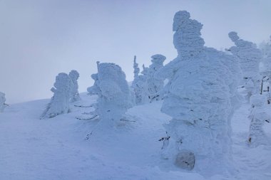 Yamagata bölgesindeki Zao 'da buzla kaplı ağaçlar.