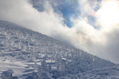 Yamagata bölgesindeki Zao 'da buzla kaplı ağaçlar.
