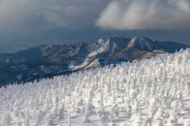 Yamagata bölgesindeki Zao 'da buzla kaplı ağaçlar.