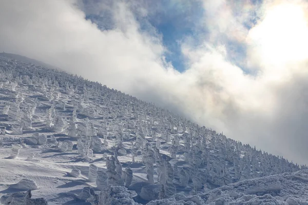 Yamagata bölgesindeki Zao 'da buzla kaplı ağaçlar.