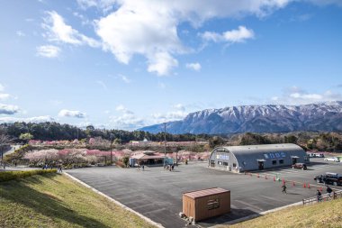 Inabe City Tarım Parkı: Erik Bahçesi Tamamen Çiçek Açtı