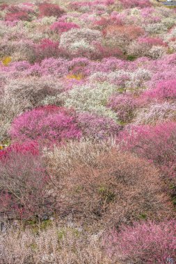 Inabe City Tarım Parkı: Erik Bahçesi Tamamen Çiçek Açtı
