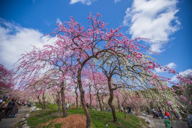 Inabe City Tarım Parkı: Erik Bahçesi Tamamen Çiçek Açtı