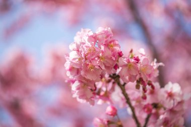 Kawazu kiraz çiçekleri Tokyo 'daki eski Nakagawa Nehri boyunca açar.